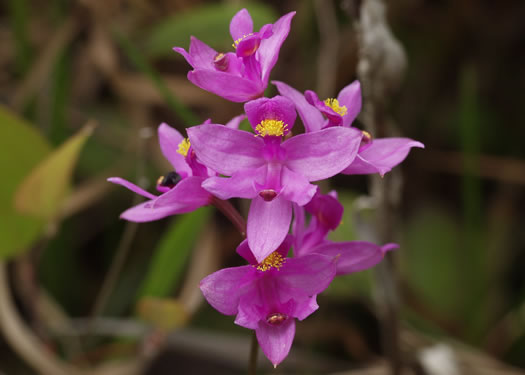 image of Calopogon barbatus, Bearded Grass-pink