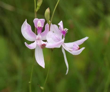 image of Calopogon pallidus, Pale Grass-pink