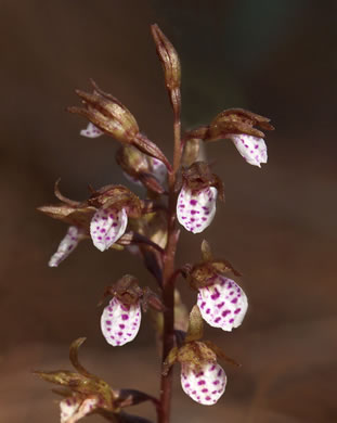 Spring Coralroot