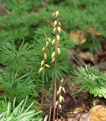 image of Corallorhiza odontorhiza, Autumn Coralroot