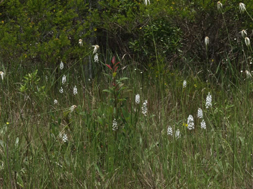 image of Platanthera nivea, Snowy Orchid, Bog-spike