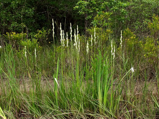 image of Spiranthes laciniata, Lace-lip Ladies'-tresses, Lace-lip Spiral Orchid