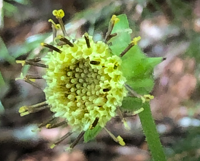 image of Rugelia nudicaulis, Rugel's Ragwort, Rugelia, Rugel's Indian-plantain