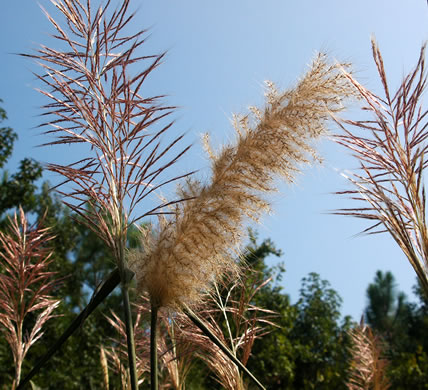 spikelet