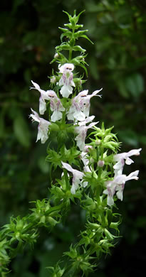 image of Stachys tenuifolia, Smooth Hedgenettle