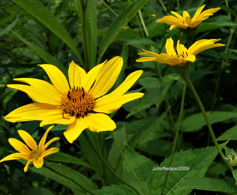 image of Heliopsis helianthoides var. helianthoides, False Sunflower, Eastern Oxeye, Eastern Sunflower-everlasting, Smooth Oxeye