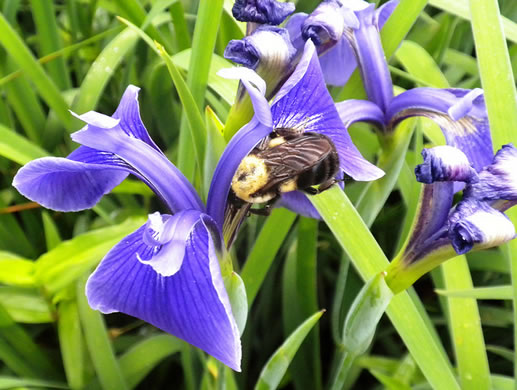 image of Iris tridentata, Bay Blue-flag Iris, Flag, Savannah Iris