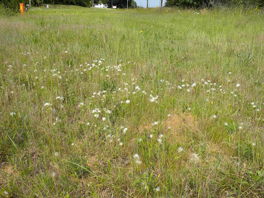 image of Facelis retusa, Trampweed, Fluffweed