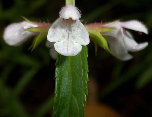 image of Stachys aspera, Roughleaf Hedgenettle, Rough Hedgenettle