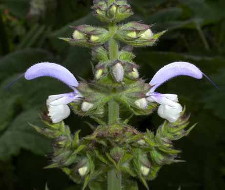 image of Salvia sclarea, Europe sage, clary sage