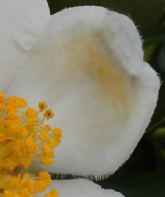 image of Gordonia lasianthus, Loblolly Bay, Gordonia