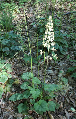 Heuchera americana, American Alumroot