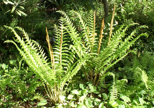 Cinnamon Fern