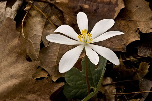 Bloodroot