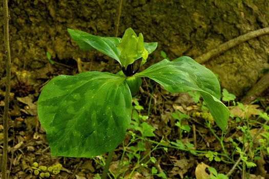 image of Trillium oostingii, Wateree River Trillium