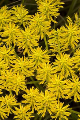 image of Polygala cymosa, Tall Pinebarren Milkwort