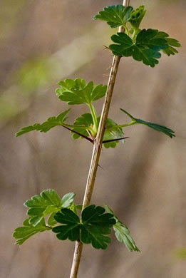 image of Ribes echinellum, Miccosukee Gooseberry, Spiny Gooseberry, Florida Gooseberry