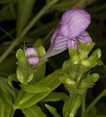 image of Macbridea caroliniana, Carolina Birds-in-a-nest, Carolina Macbridea, Carolina Bogmint