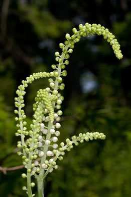 image of Actaea racemosa, Common Black Cohosh, Early Black Cohosh, Black Snakeroot, black bugbane