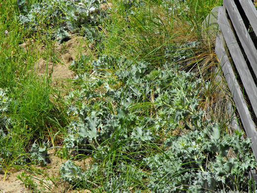 image of Eryngium maritimum, Sea Holly, Seaside Eryngo