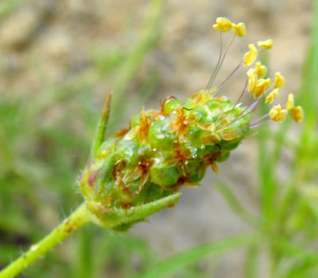 Plantago indica, Sand Plantain, Leafy-stemmed Plantain, Psyllium, Flaxseed Plantain