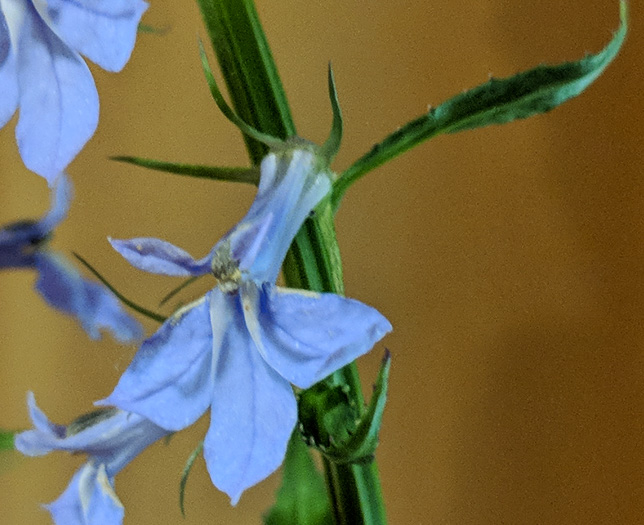 image of Lobelia amoena, Southern Lobelia