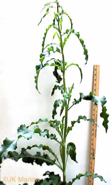 image of Rumex crispus ssp. crispus, Curly Dock, Yellow Dock