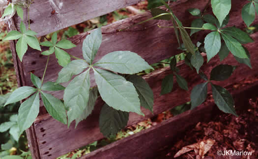 image of Parthenocissus quinquefolia, Virginia Creeper