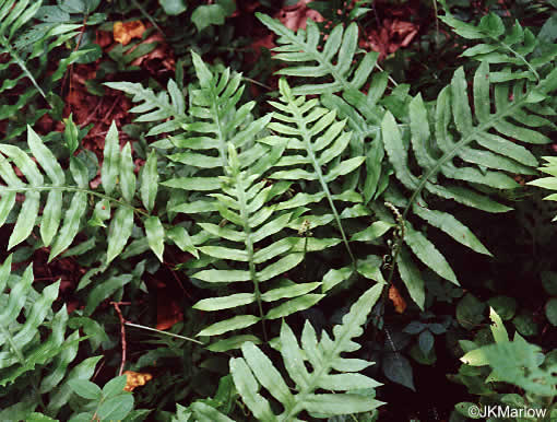 Lorinseria areolata, Netted Chain-fern, Net-veined Chainfern