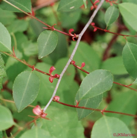 image of Prunus serotina var. serotina, Black Cherry, Eastern Wild Black Cherry, Bird Cherry