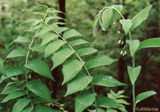 image of Polygonatum biflorum +, Smooth Solomon's Seal