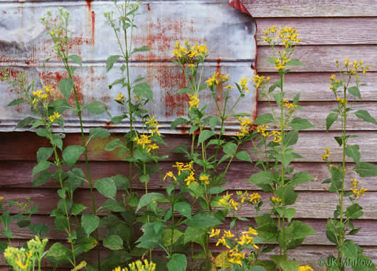 image of Verbesina occidentalis, Southern Crownbeard, Yellow Crownbeard