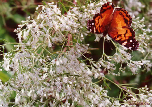 image of Eupatorium hyssopifolium, Hyssopleaf Boneset, Hyssopleaf Thoroughwort, Hyssopleaf Eupatorium