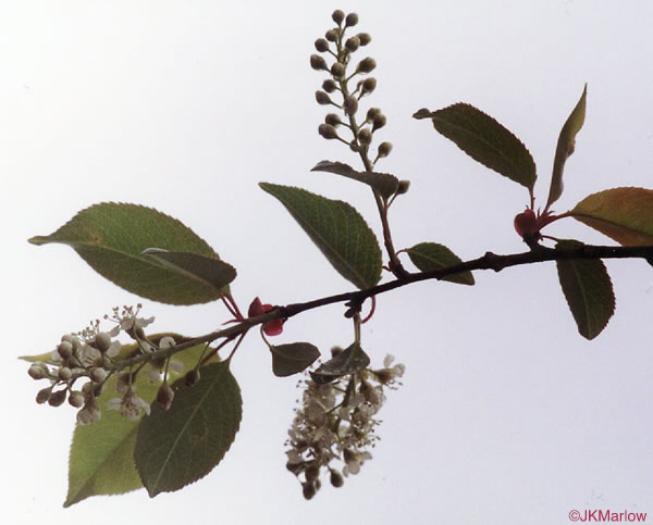 image of Prunus serotina var. serotina, Black Cherry, Eastern Wild Black Cherry, Bird Cherry