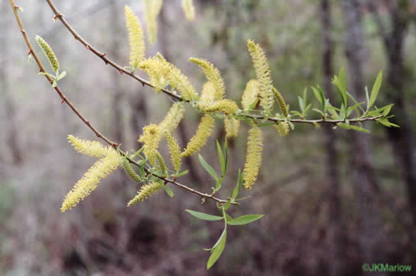 image of Salix nigra, Black Willow