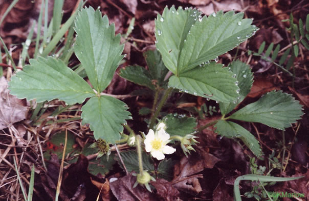 image of Fragaria virginiana, Wild Strawberry