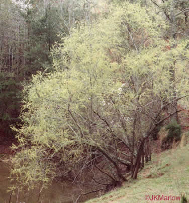 image of Salix nigra, Black Willow