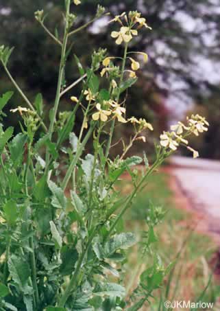 image of Raphanus raphanistrum ssp. raphanistrum, Wild Radish, Jointed Charlock, White Charlock