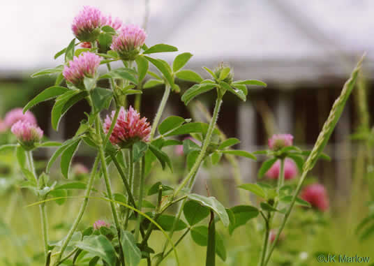 image of Trifolium pratense, Red Clover