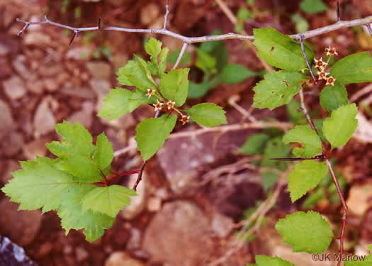 thorns