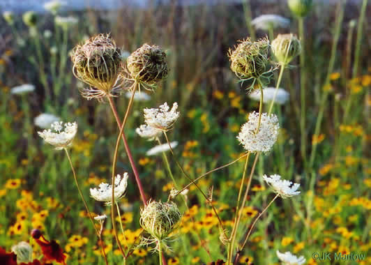 image of Daucus carota ssp. carota, Queen Anne's Lace, Wild Carrot, Bird's Nest