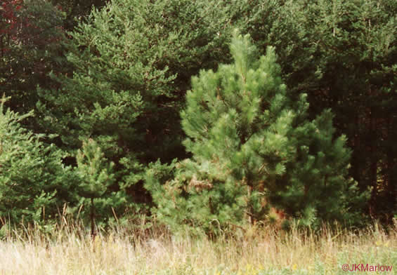 image of Pinus virginiana, Virginia Pine, Scrub Pine, Jersey Pine, Possum Pine