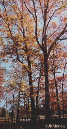 image of Quercus alba, White Oak