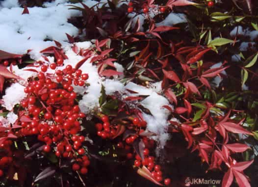 image of Nandina domestica, Nandina, Heavenly-bamboo, Sacred-bamboo