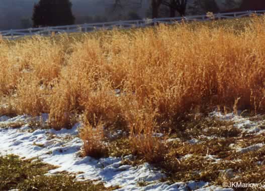 image of Andropogon virginicus var. virginicus, Broomsedge, Broomsedge Bluestem, Old-field Broomstraw, "Sedge Grass"