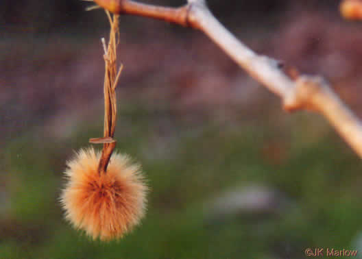 image of Platanus occidentalis var. occidentalis, American Sycamore, Planetree