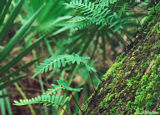 image of Pleopeltis michauxiana, Resurrection Fern, Scaly Polypody