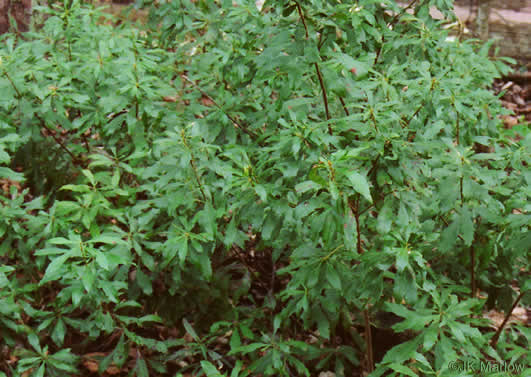 image of Morella cerifera, Common Wax-myrtle, Southern Bayberry