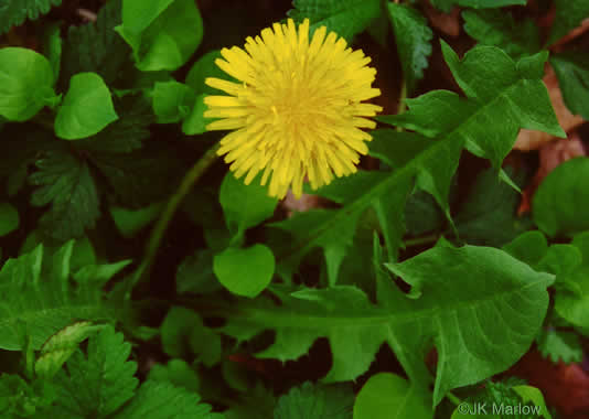 image of Taraxacum officinale, Common Dandelion