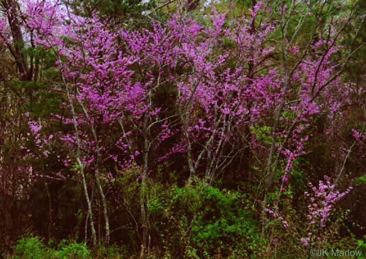 image of Cercis canadensis var. canadensis, Eastern Redbud, Judas Tree